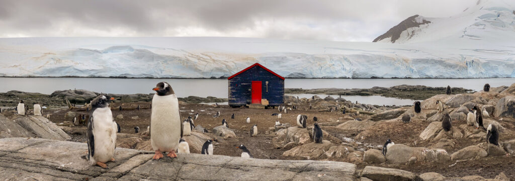 Gentoo penguins stand next to the original hut at "Base A" - the original British Antarctic Expedition base in Antarctica.