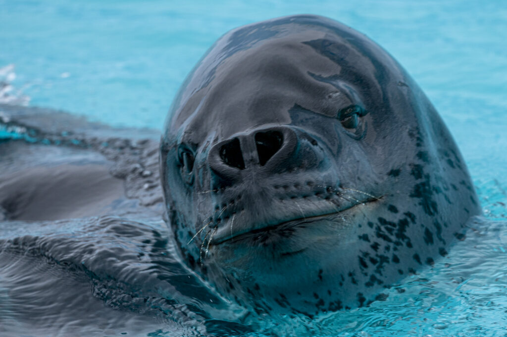 A leopard seals swims in the shadpw of an icebergin the Antarctic Peninsula.