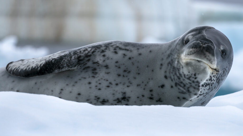 A leopard seals lazes on ice in the Antarctic Peninsula.