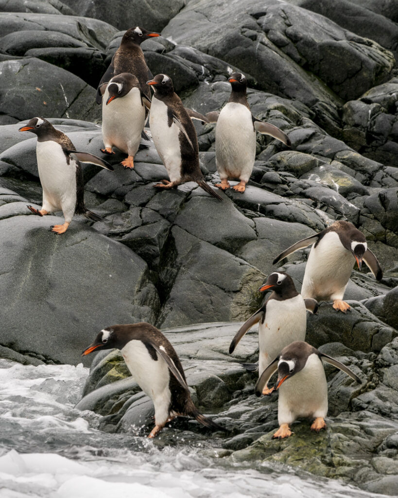 Gentoo penguins walking to the ocean on the Antarctic Peninsula.