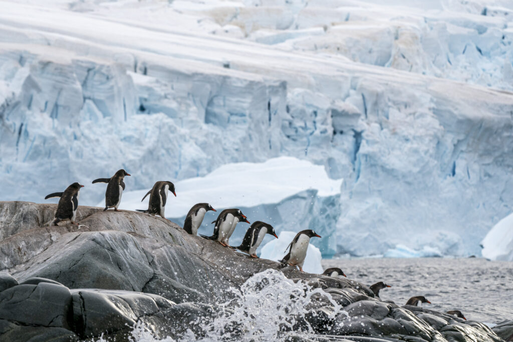 Gentoo penguins walking to the ocean on the Antarctic Peninsula.