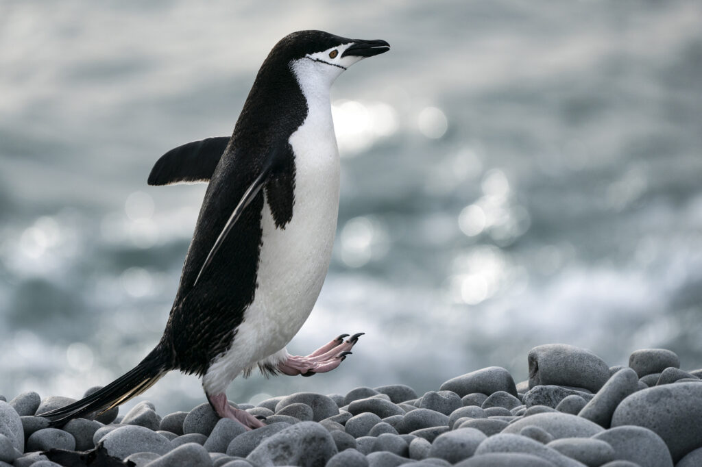 An chinstrap penguin on the Antarctic Peninsula.