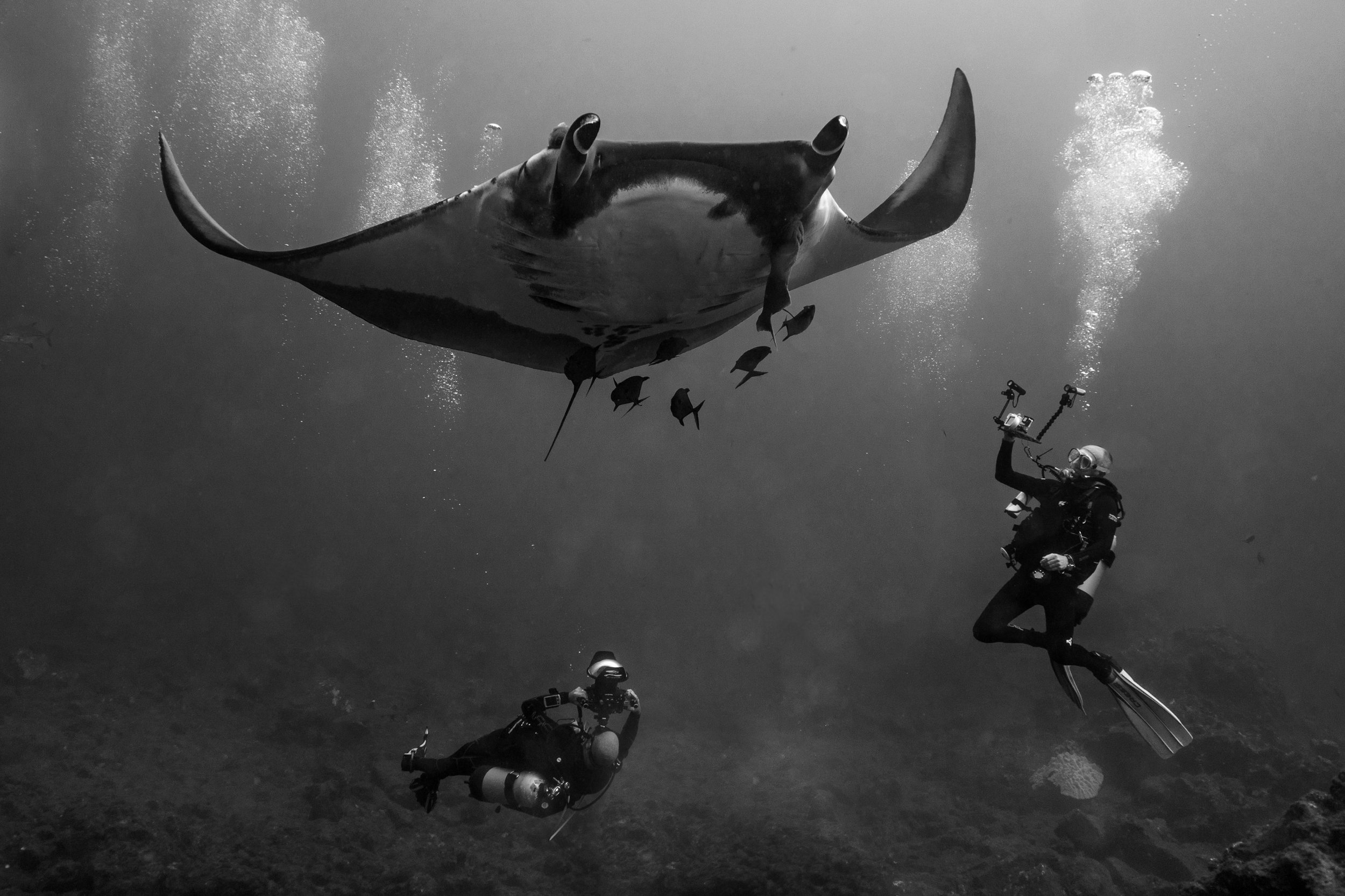 San Benedicto Underwater Photography