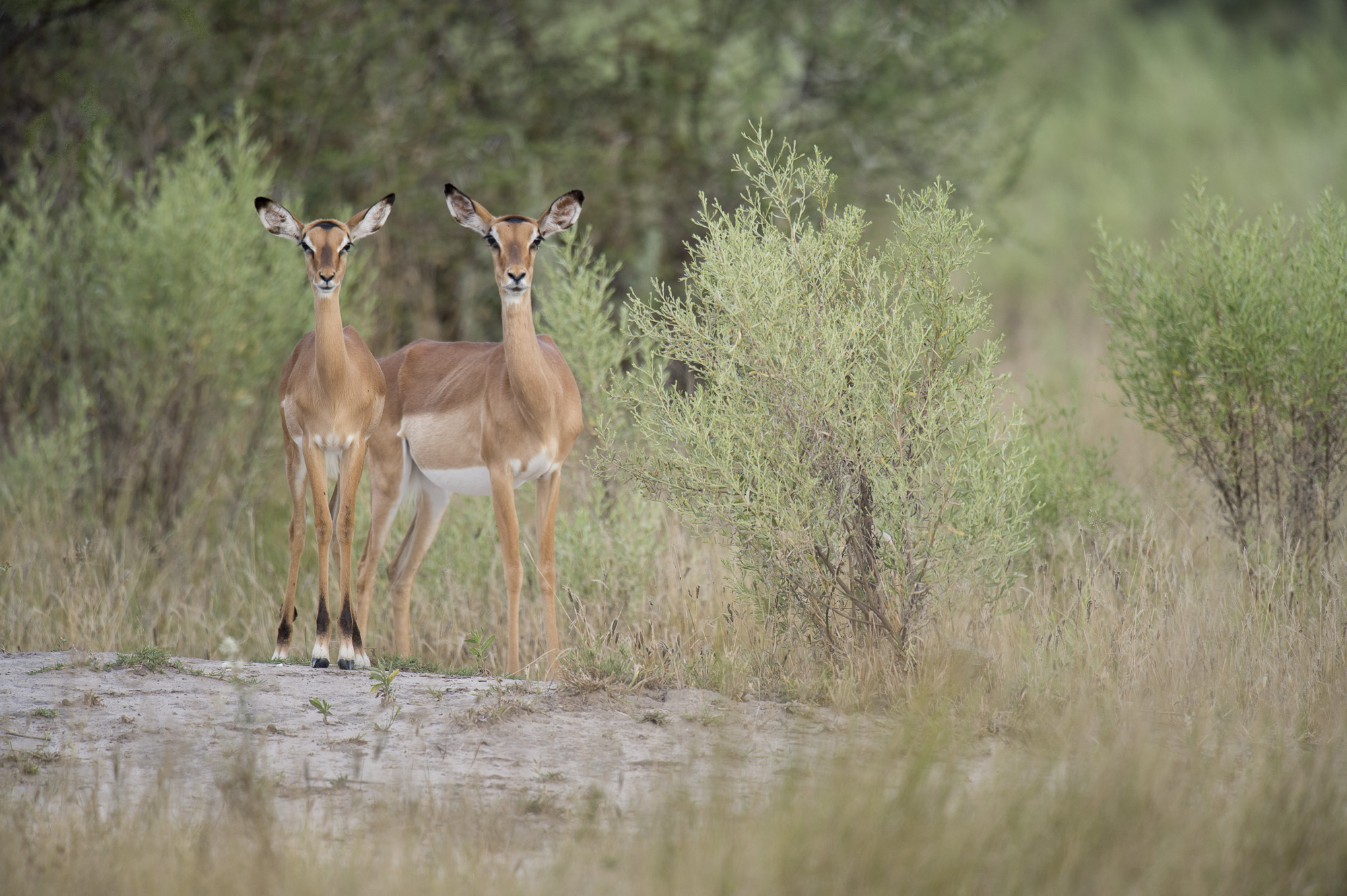 Impalas in sage brush in the Okavango Delta in Botswana