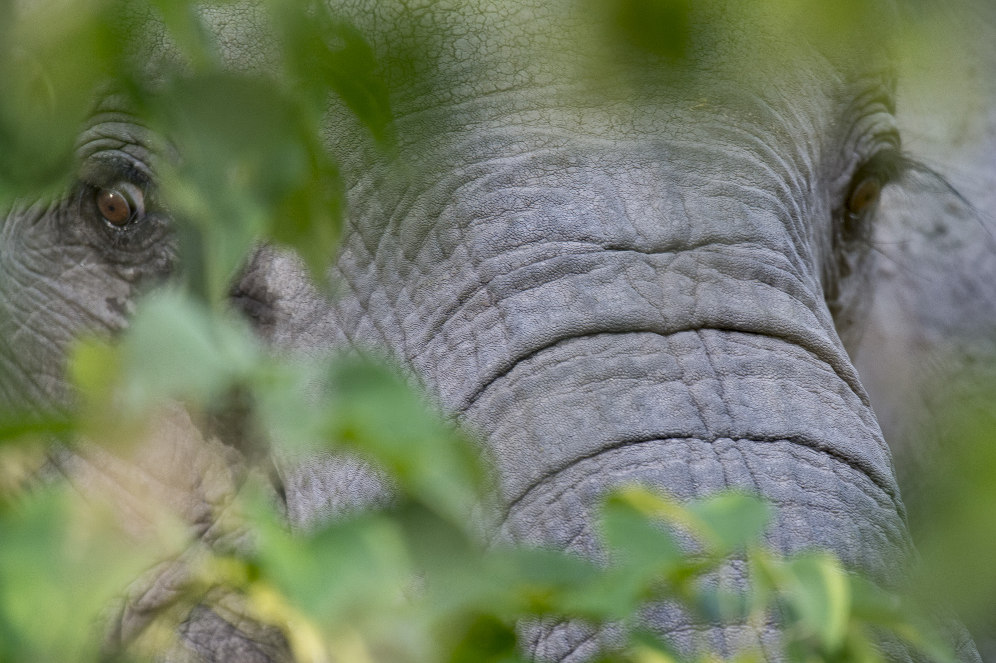 Up close with an elephant in the Okavango Delta in Botswana