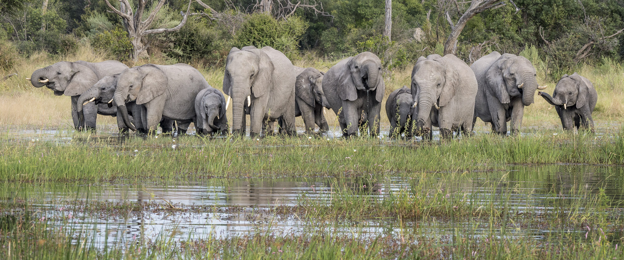 A family of elephants drinking in the Okavango Delta in Botswana