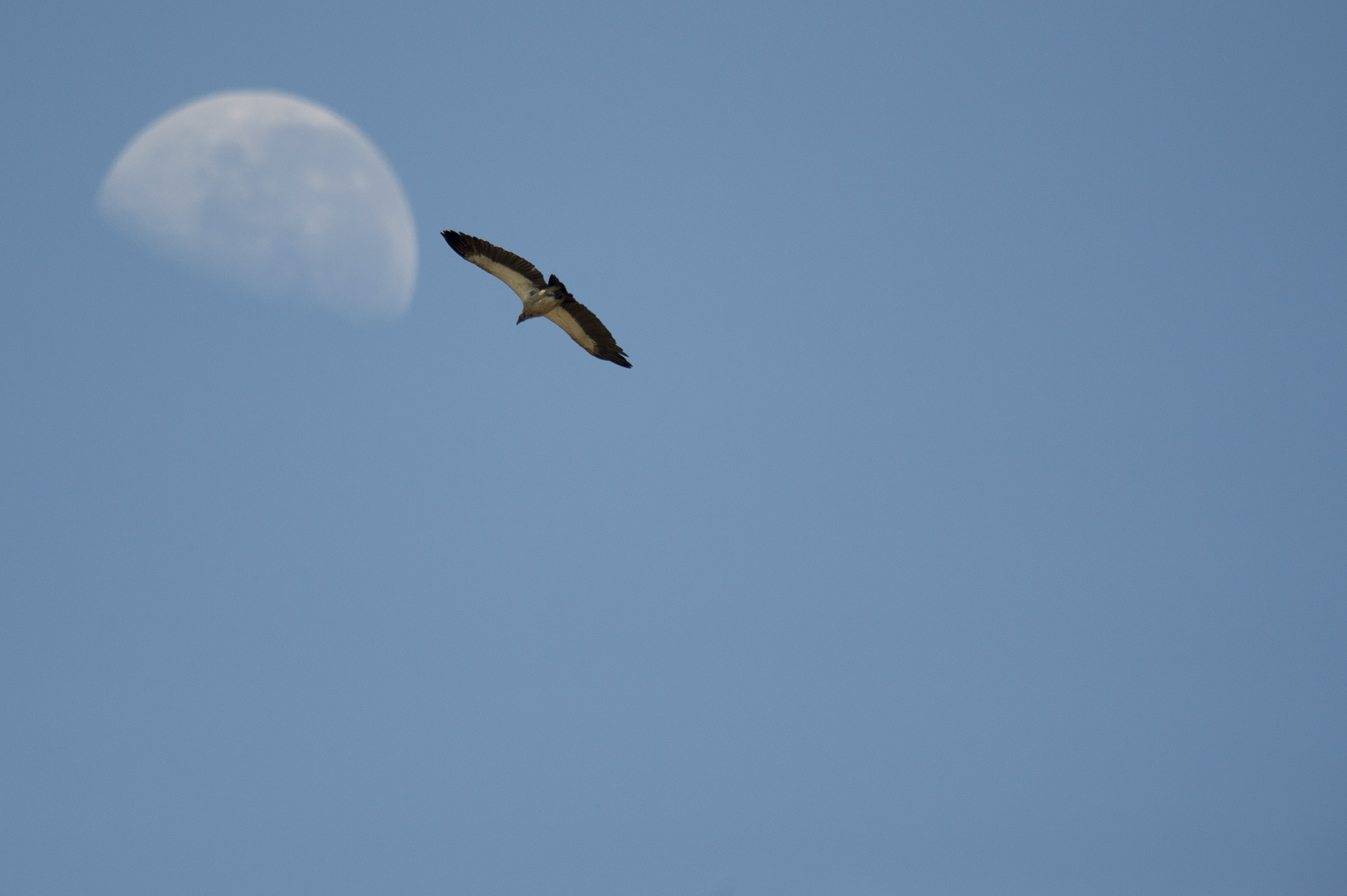 A lappet faced vulture and the moon in the Okavango Delta in Botswana