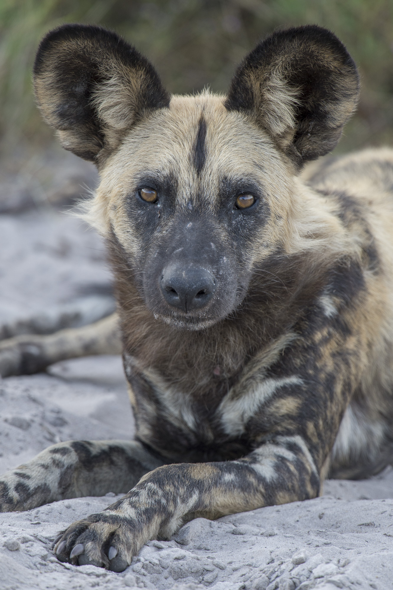 An African wild dog in the Okavango Delta in Botswana.