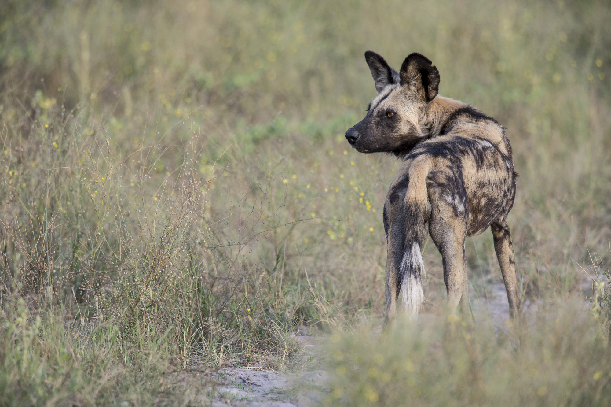 An African wild dog in the Okavango Delta in Botswana.