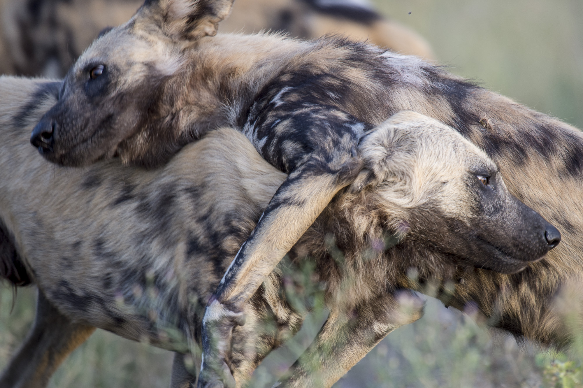 African wild dogs playing in the Okavango Delta in Botswana.