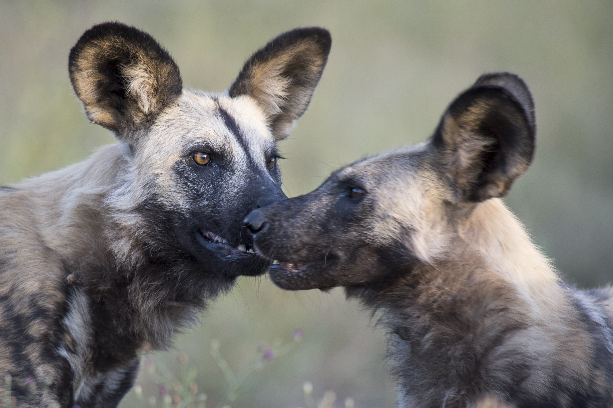 African wild dogs in the Okavango Delta in Botswana.
