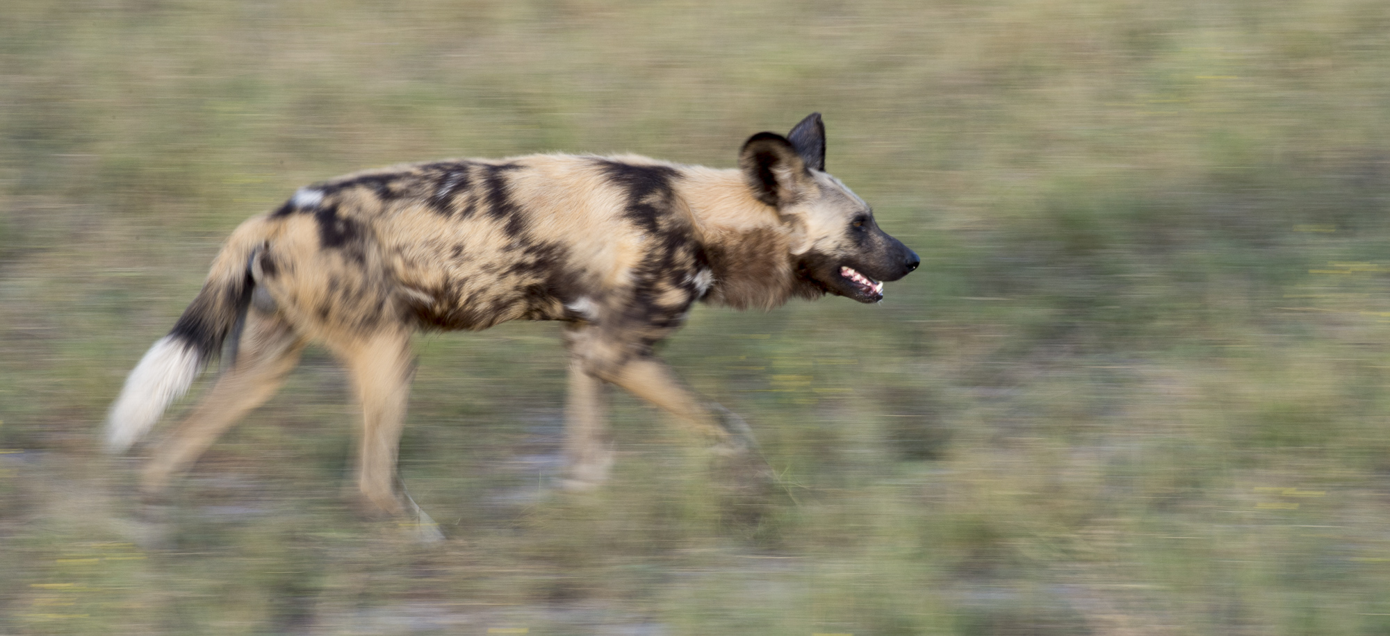 An African wild dog walking through grass in the Okavango Delta in Botswana.