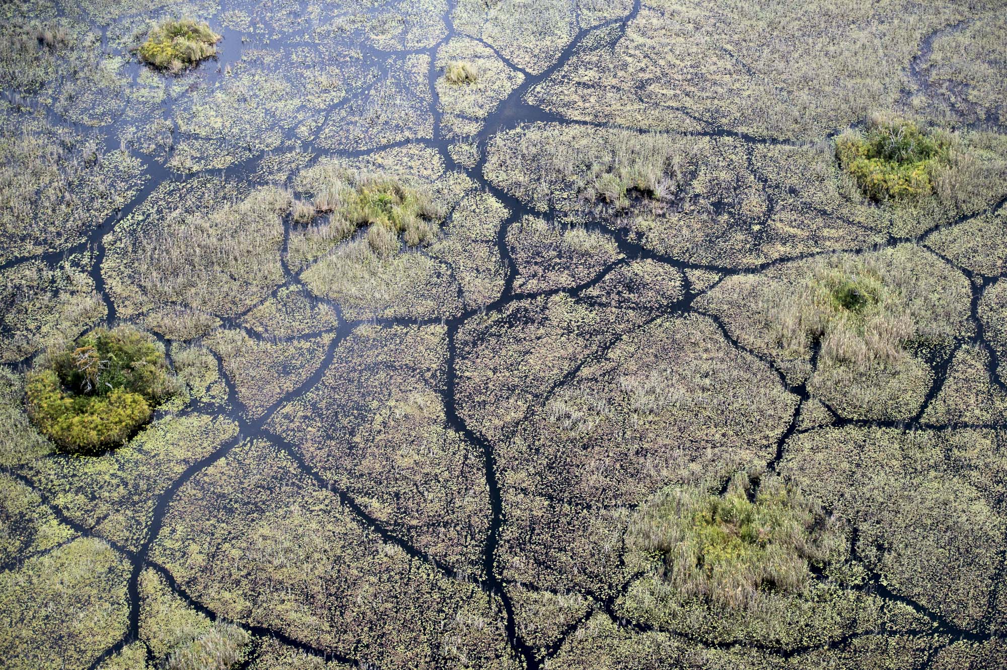 Hippo trails in the Okavango Delta in Botswana