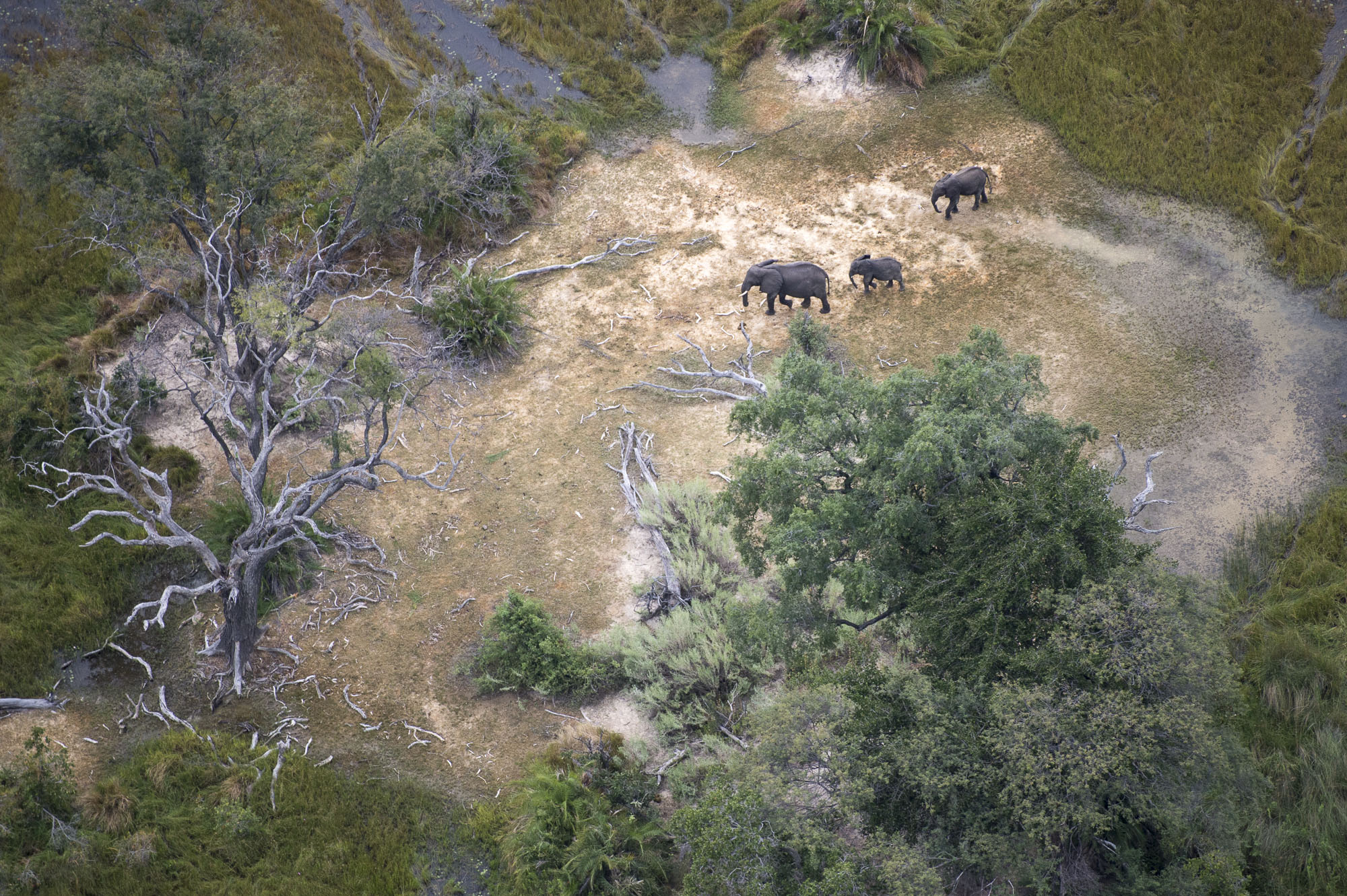 Elephants in the Okavango Delta in Botswana