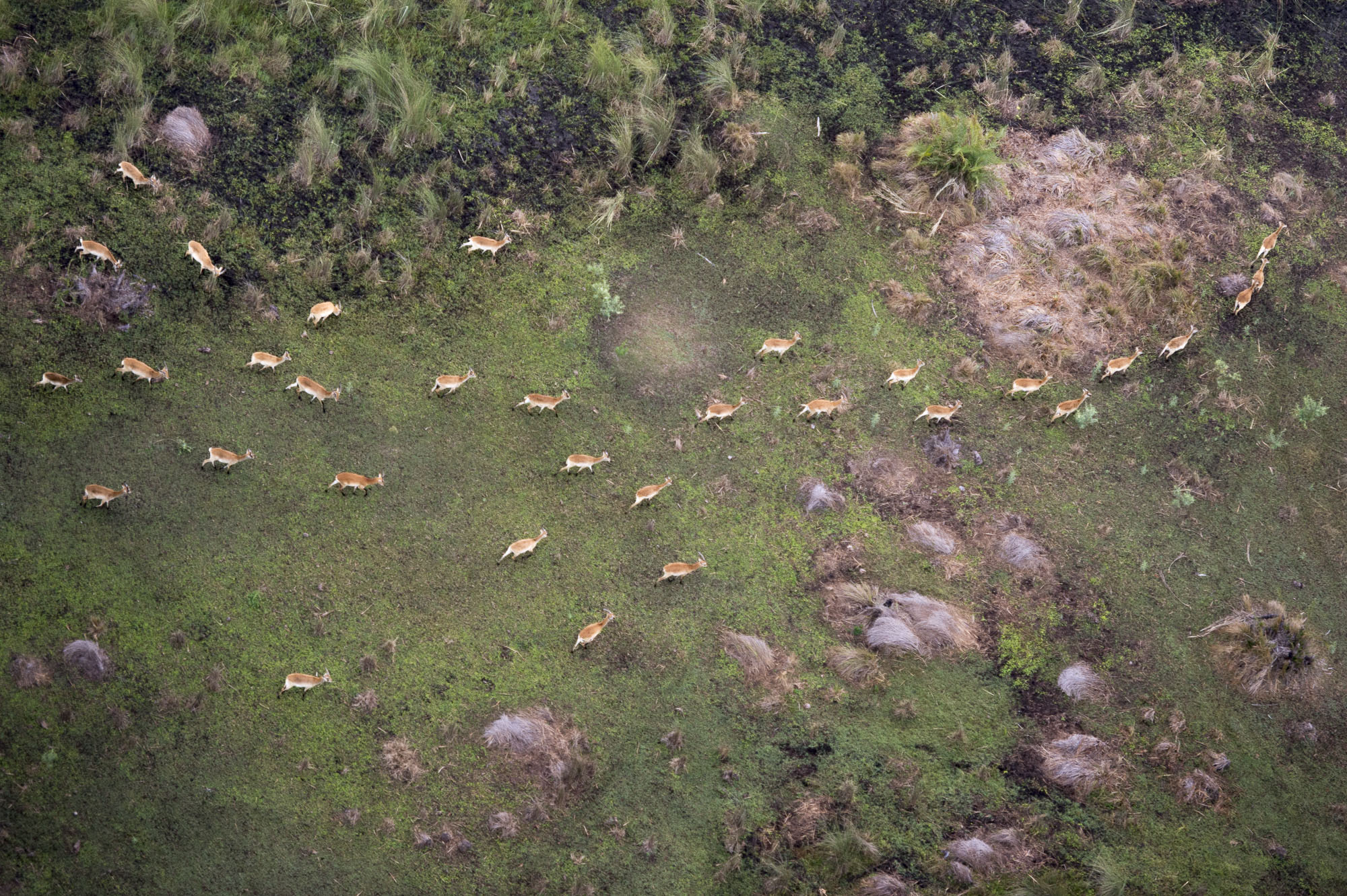 A red letchewe herd in the Okavango Delta in Botswana