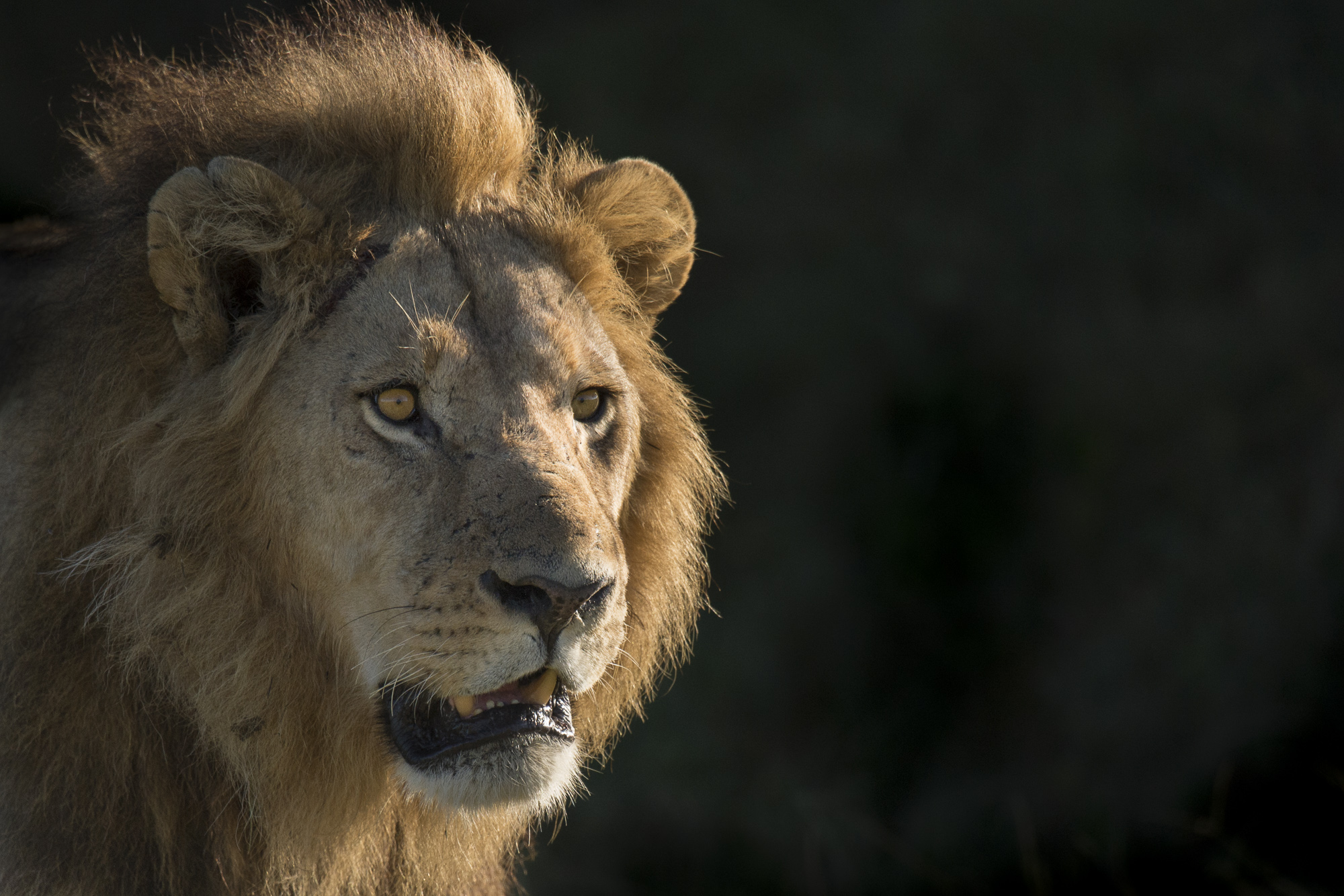 A male lion in the Okavango Delta in Botswana.