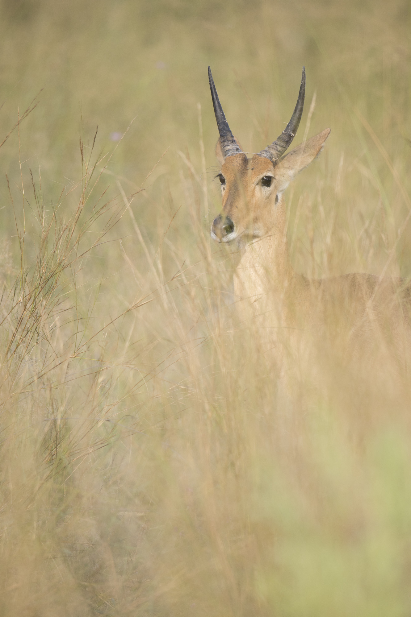 A reedbuck in the grass in the Okavango Delta in Botswana