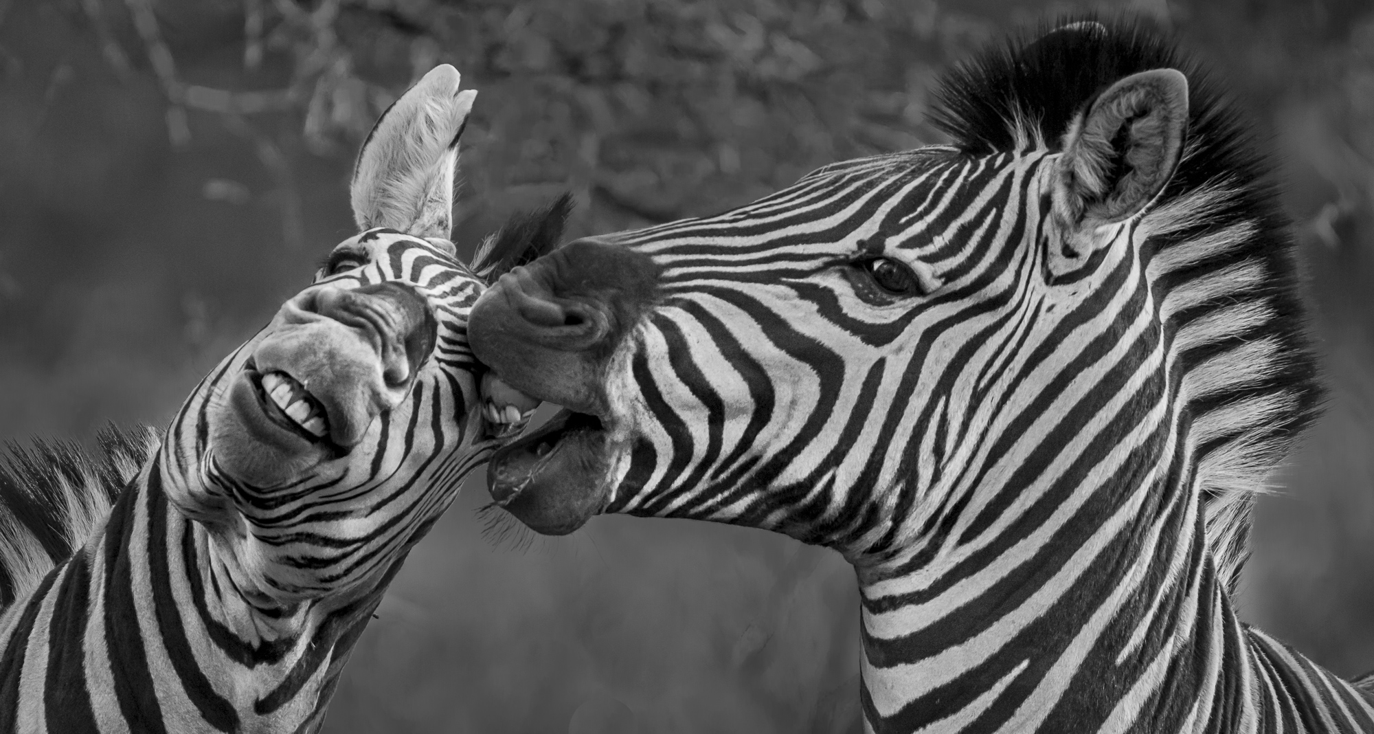 Two zebras fight in the Okavango Delta in Botswana