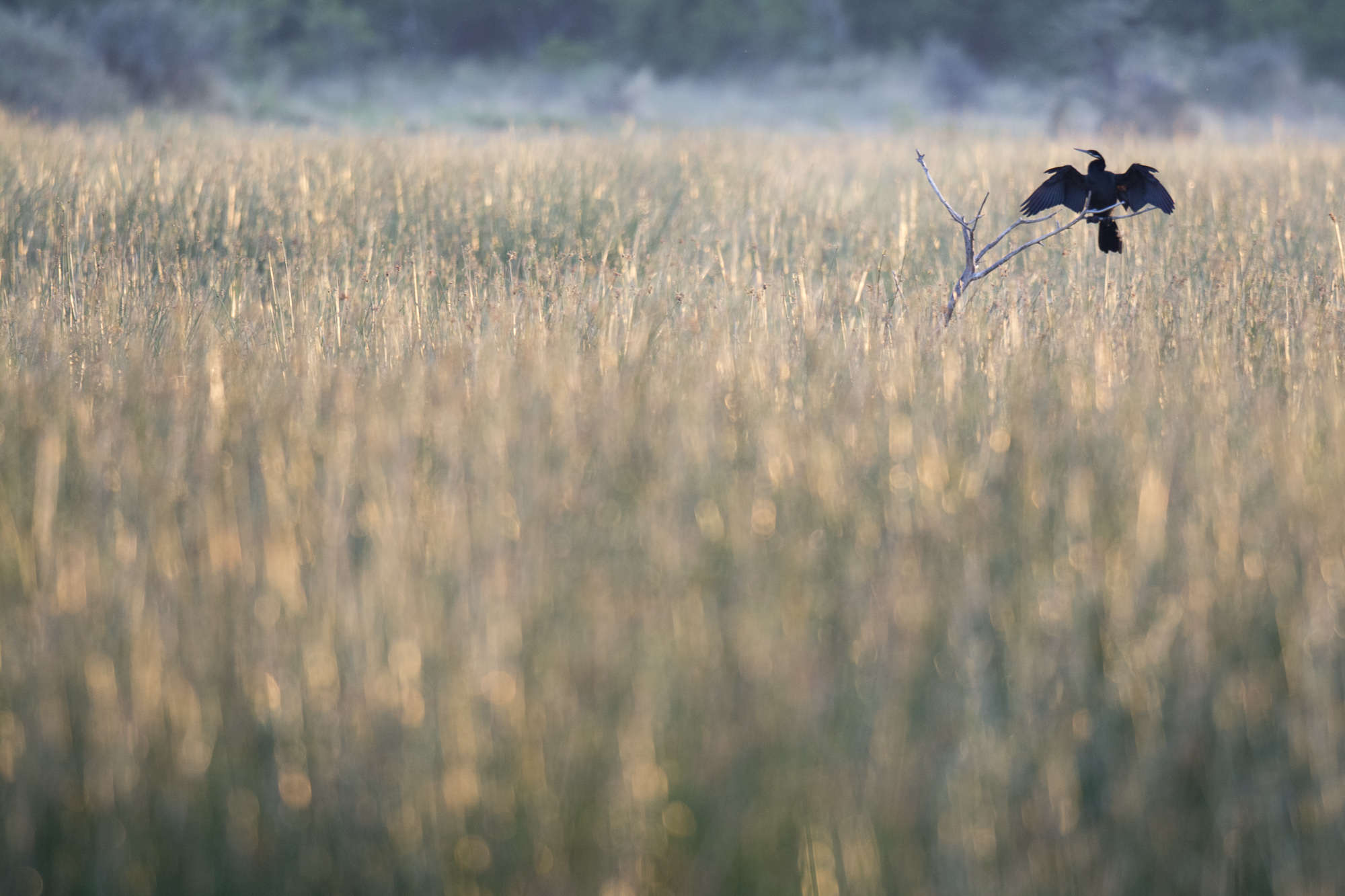 A snake bird dries it's wings in the Okavango Delta in Botswana