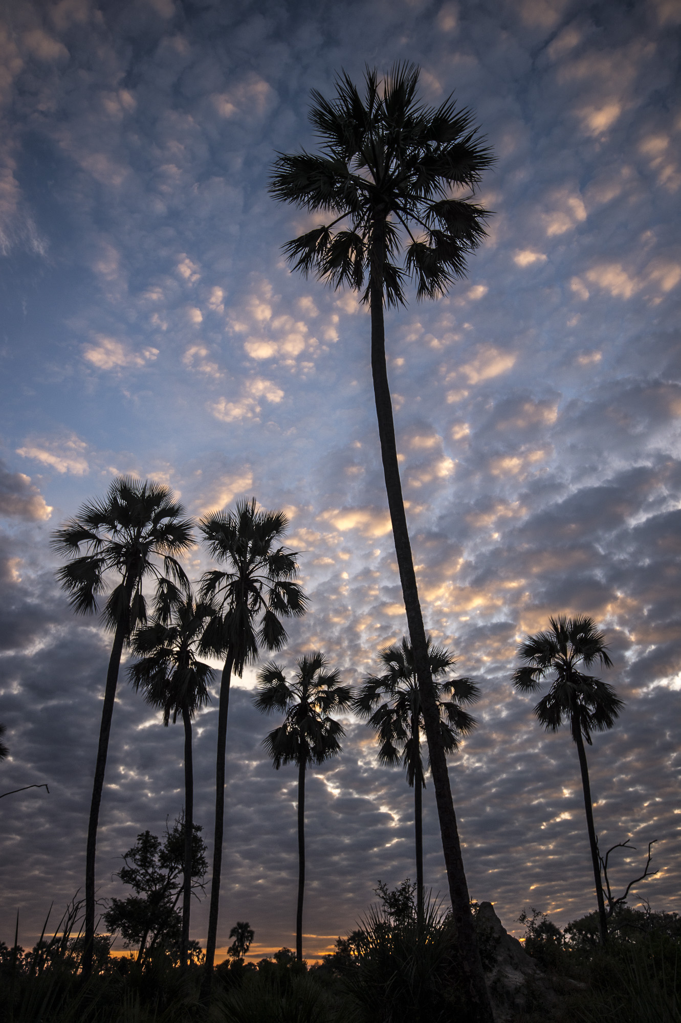 Palm trees in the Okavango Delta in Botswana