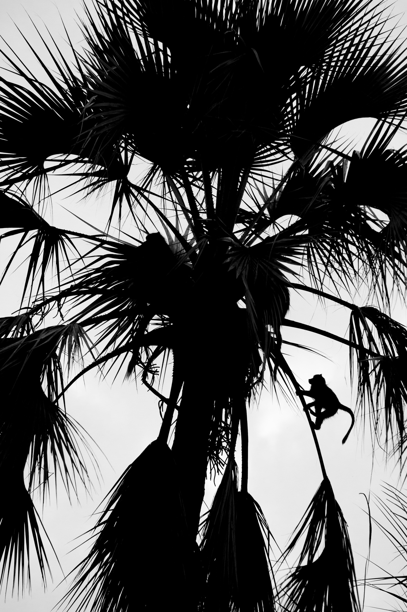 A baboon climbs a palm tree Palm trees in the Okavango Delta in Botswana