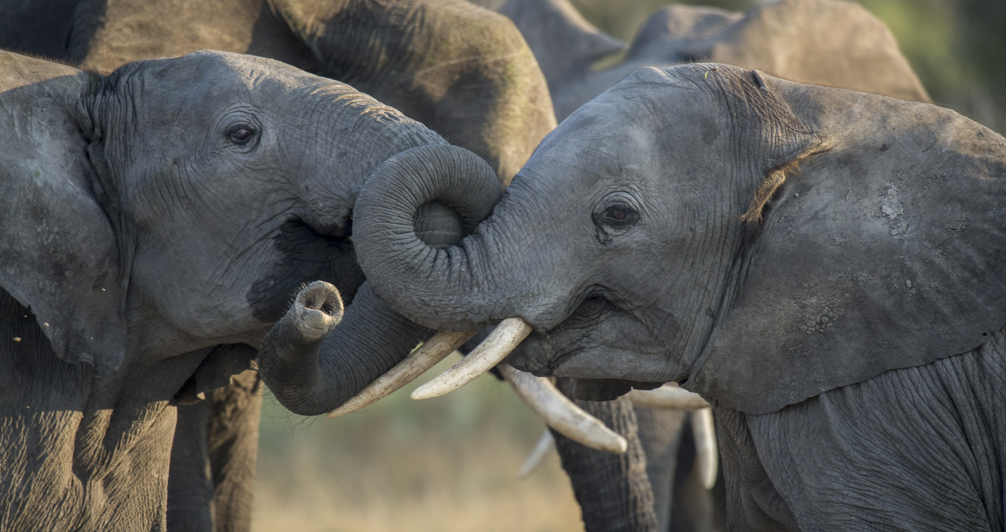 Young elphants fighting in the Okavango Delta in Botswana