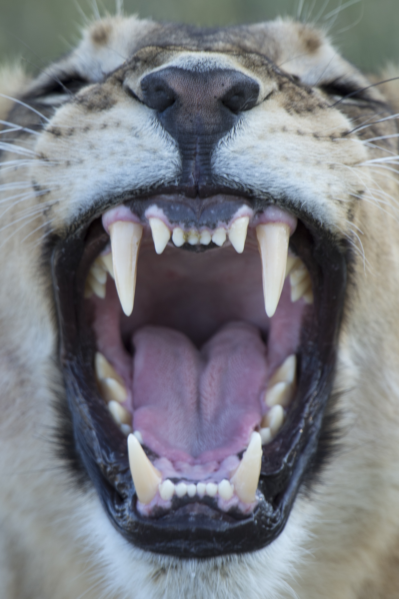 A female lion yawns in the Okavango Delta in Botswana
