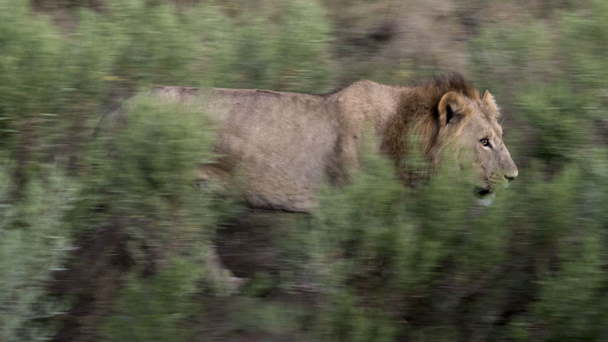 A male lions walking through long grass in the Okavango Delta in Botswana