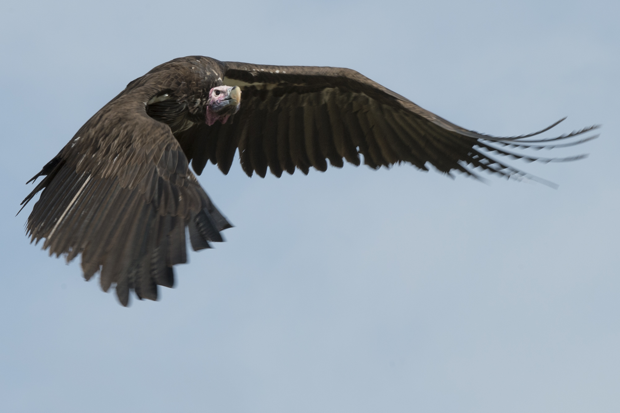 A flying lappet faced vulture in the Okavango Delta in Botswana