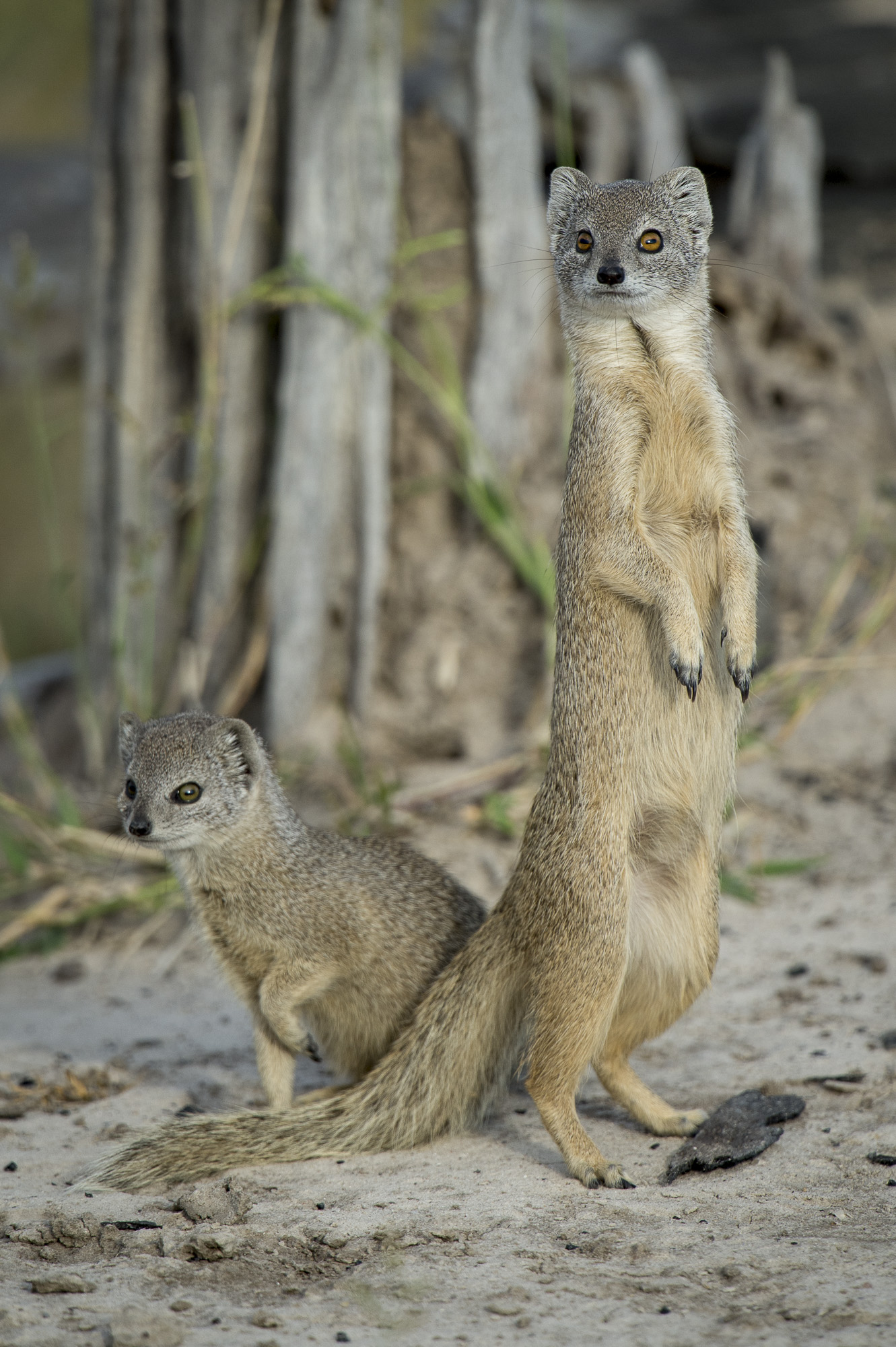 Yellow mongoose in the Okavango Delta in Botswana