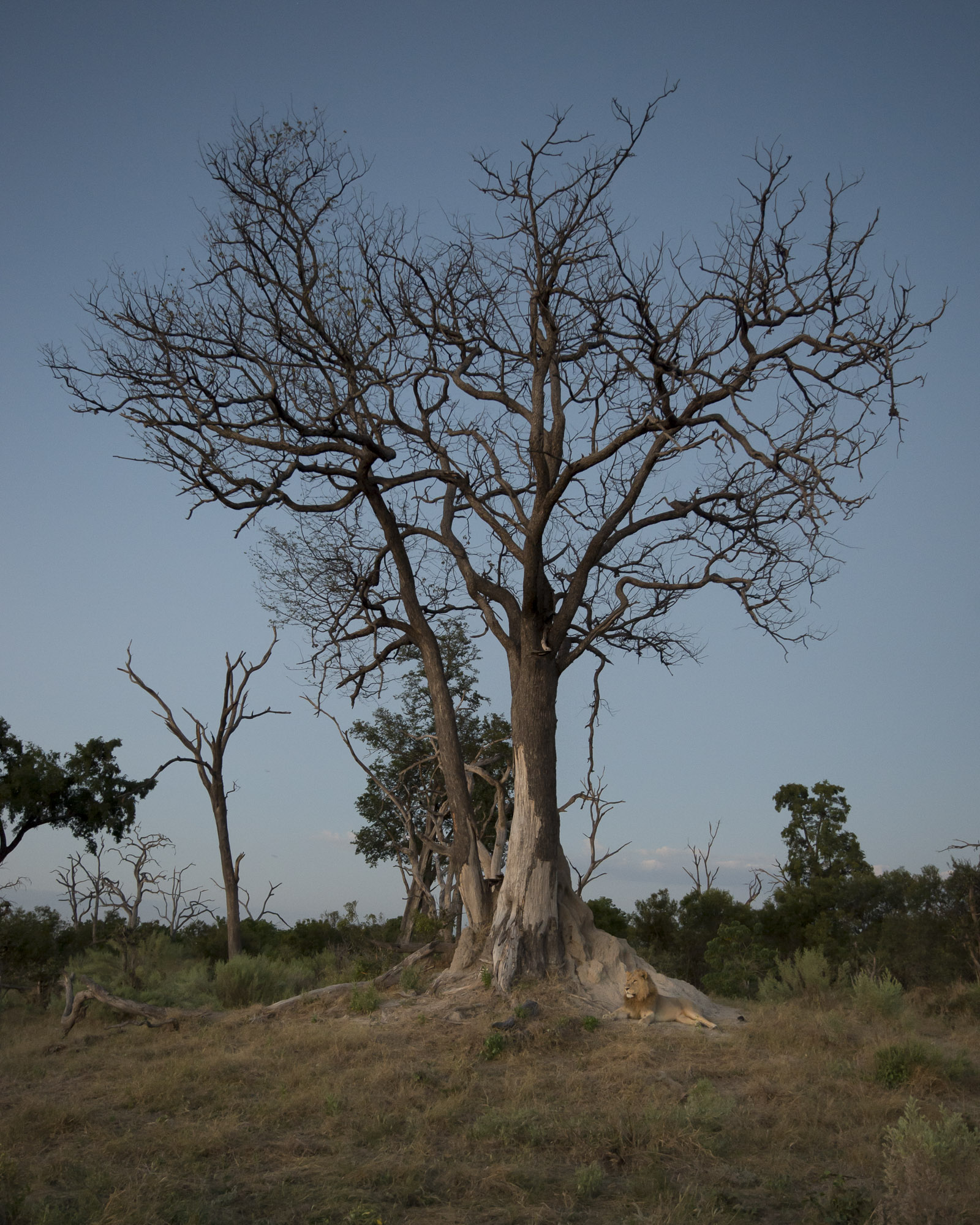 A male lion resting beside tree in the Okavango Delta in Botswana