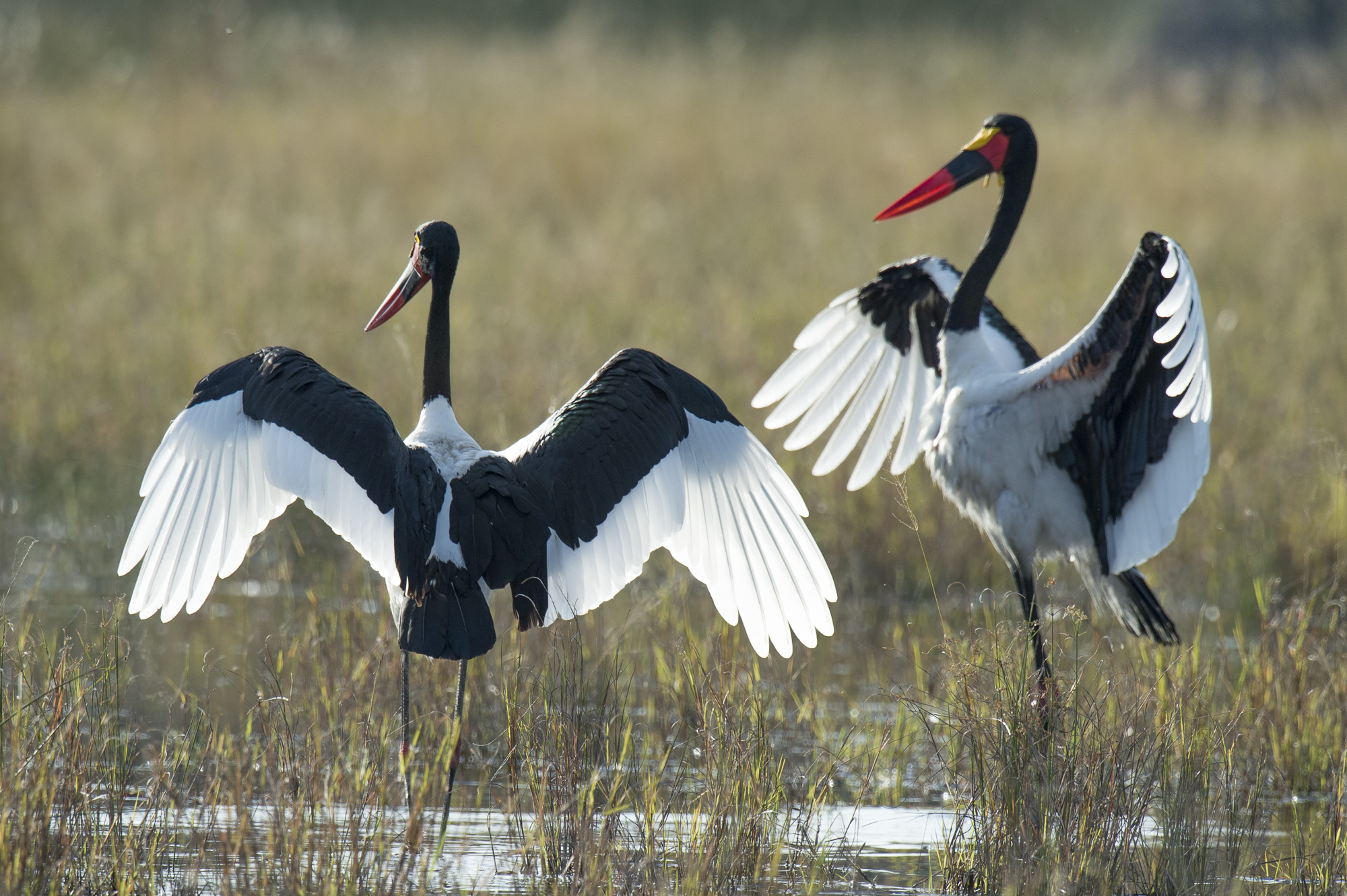 Saddle-billed storks in the Okavango Delta in Botswana
