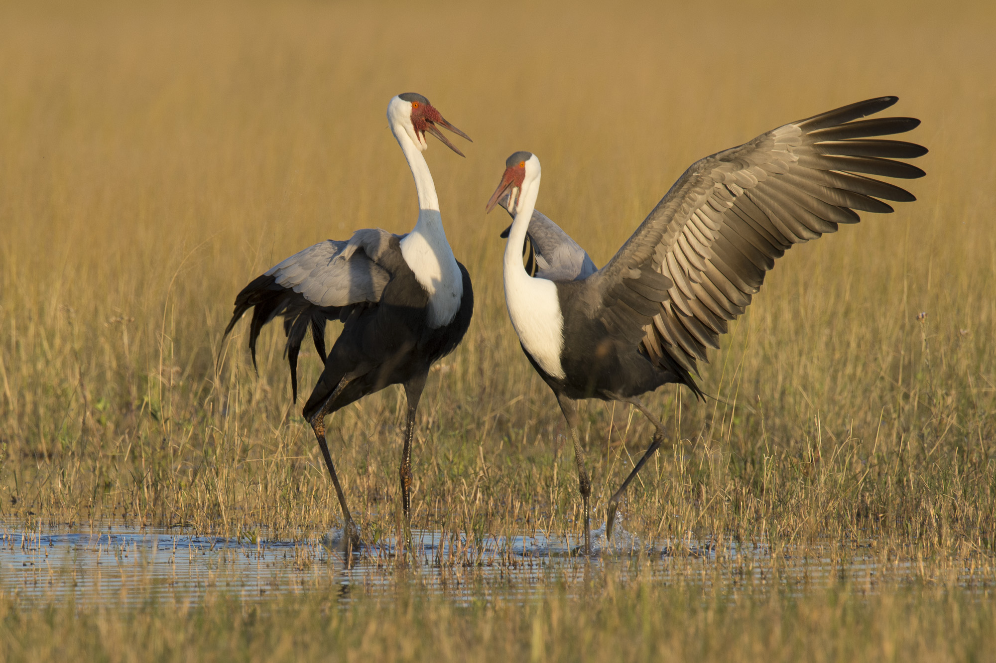 Wattles Cranes in the Okavango Delta in Botswana
