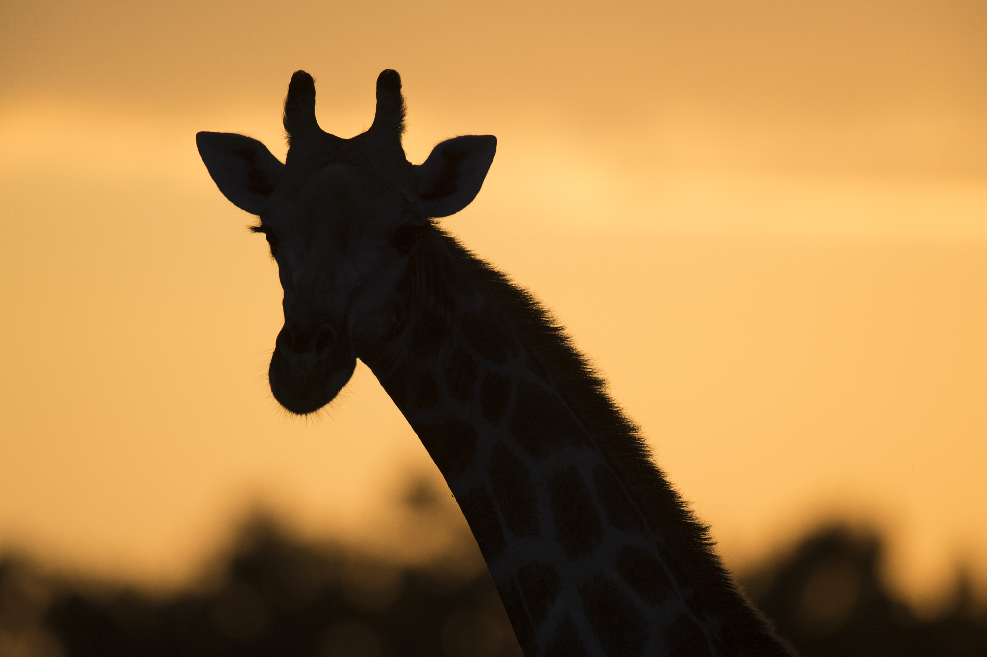 A silhouetted giraffe in the Okavango Delta in Botswana