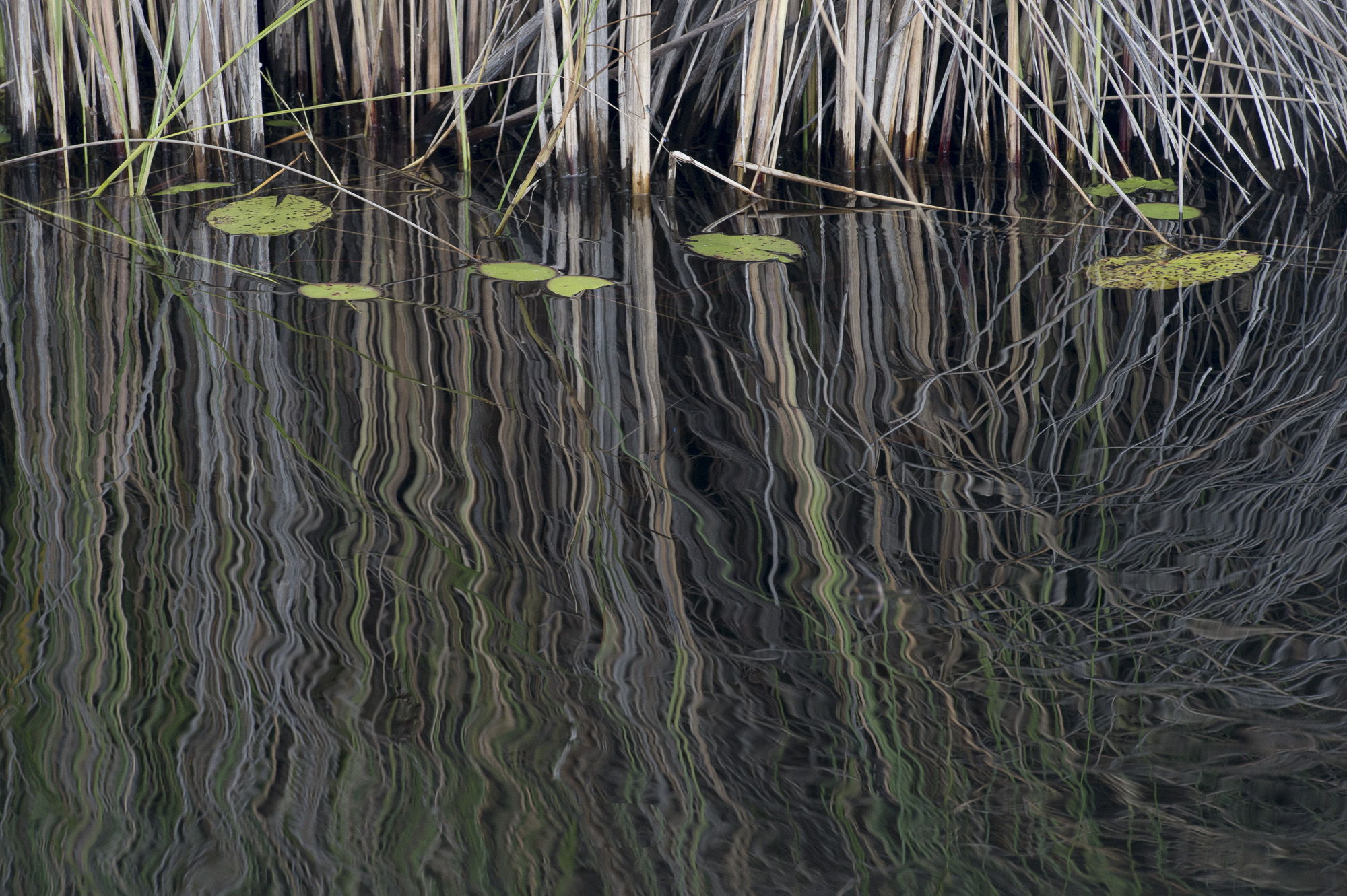 Grasses in the Okavango Delta in Botswana
