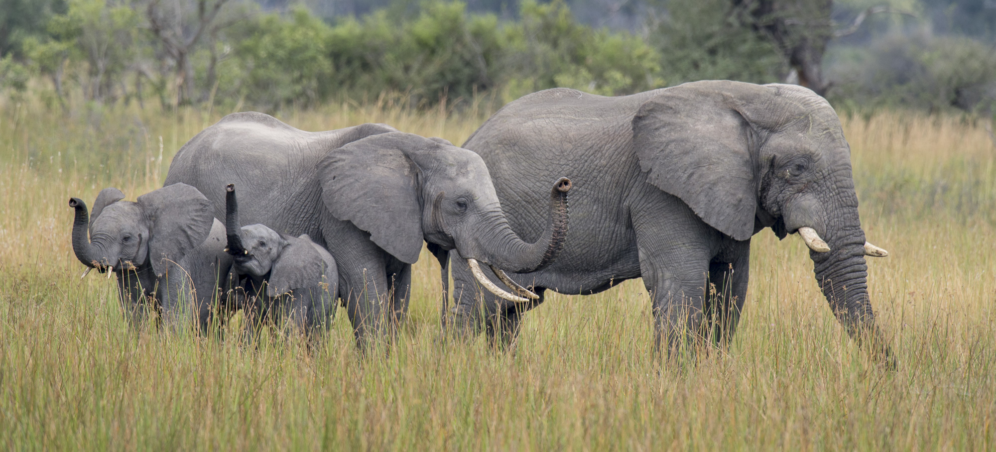 An elephant family in the Okavango Delta in Botswana