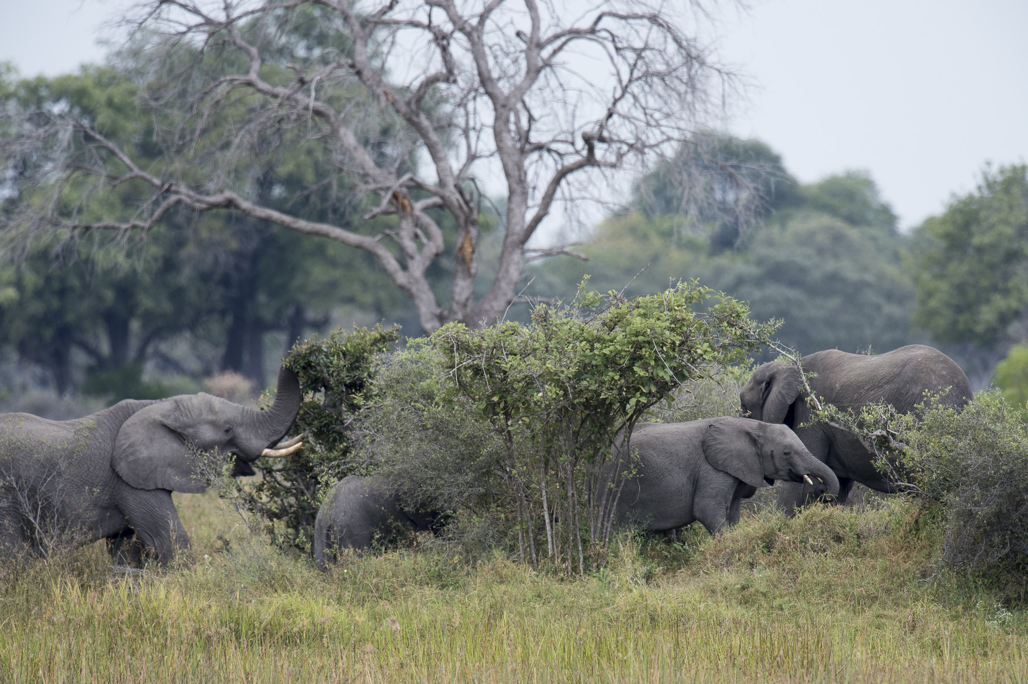 Elephants grazing in the Okavango Delta in Botswana