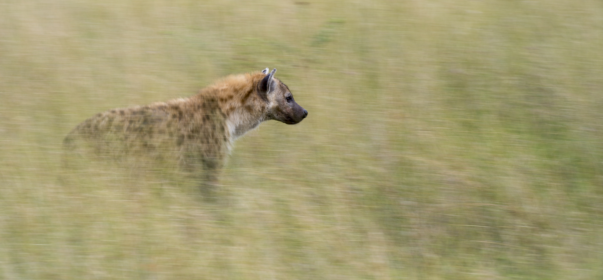 A spotted hyena walks through long grass in the Okavango Delta in Botswana