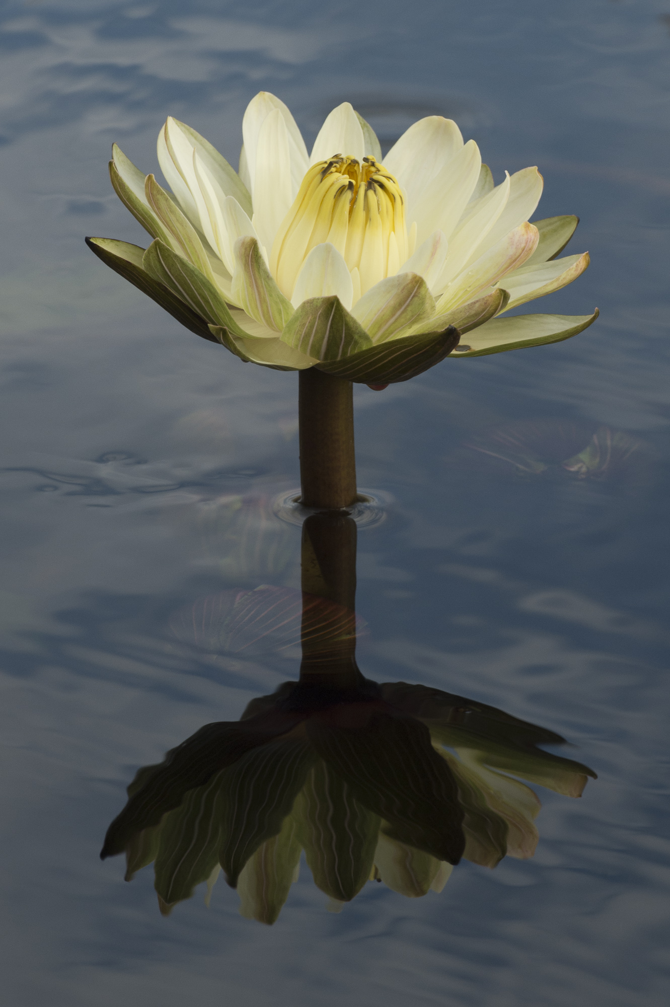Okavango Lilly in the Okavango Delta in Botswana