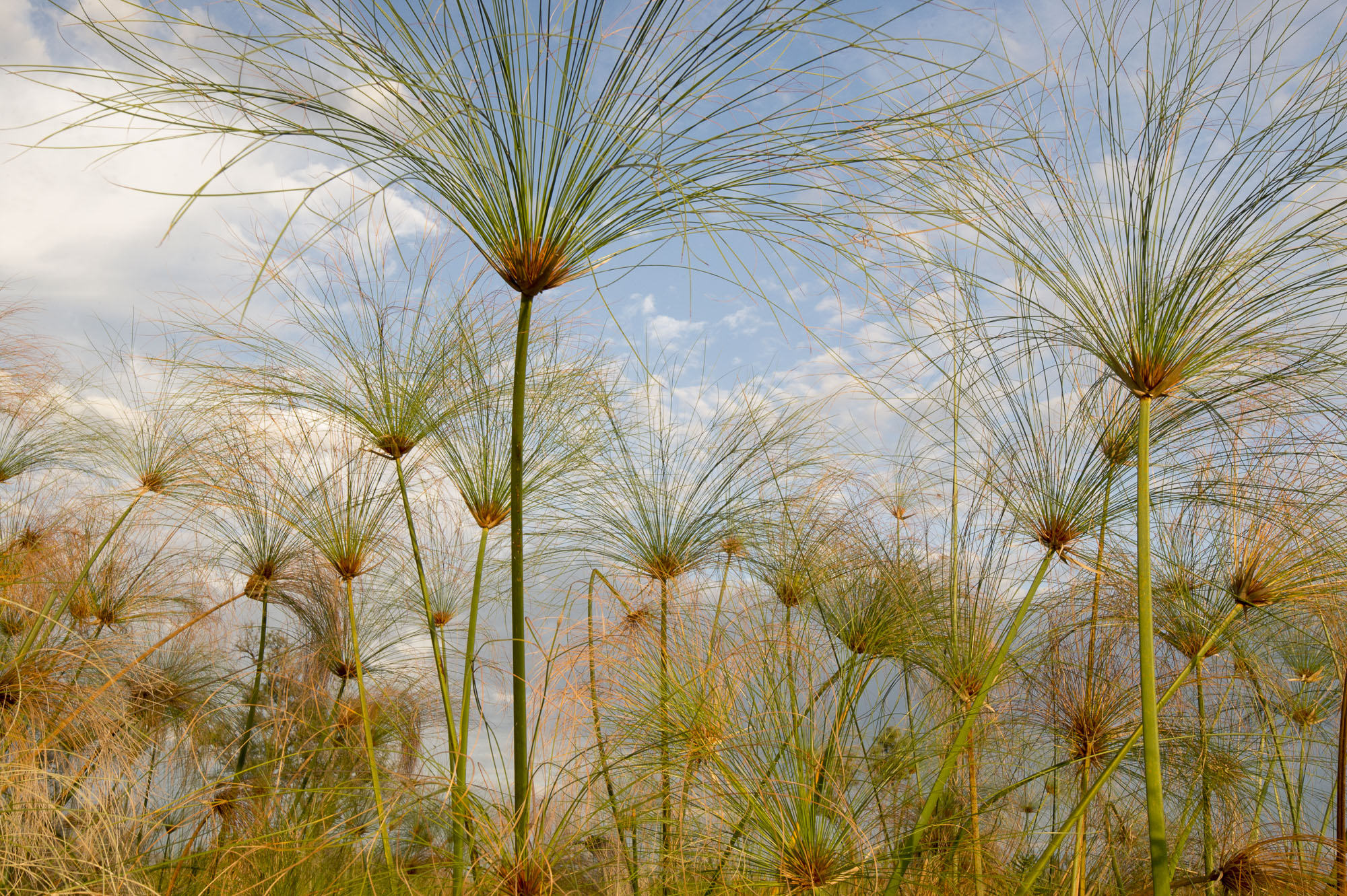 Papyrus in the Okavango Delta in Botswana