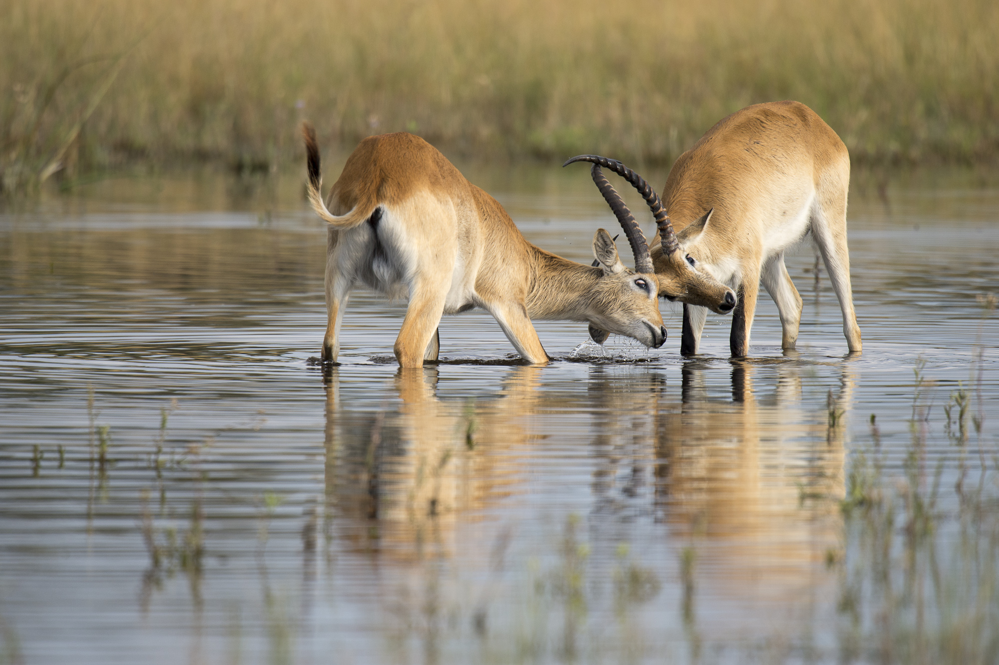 Red letchewe fighting in the Okavango Delta in Botswana