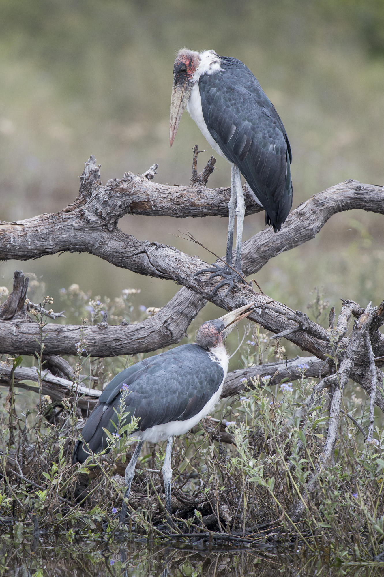 Marabou storks in the Okavango Delta in Botswana