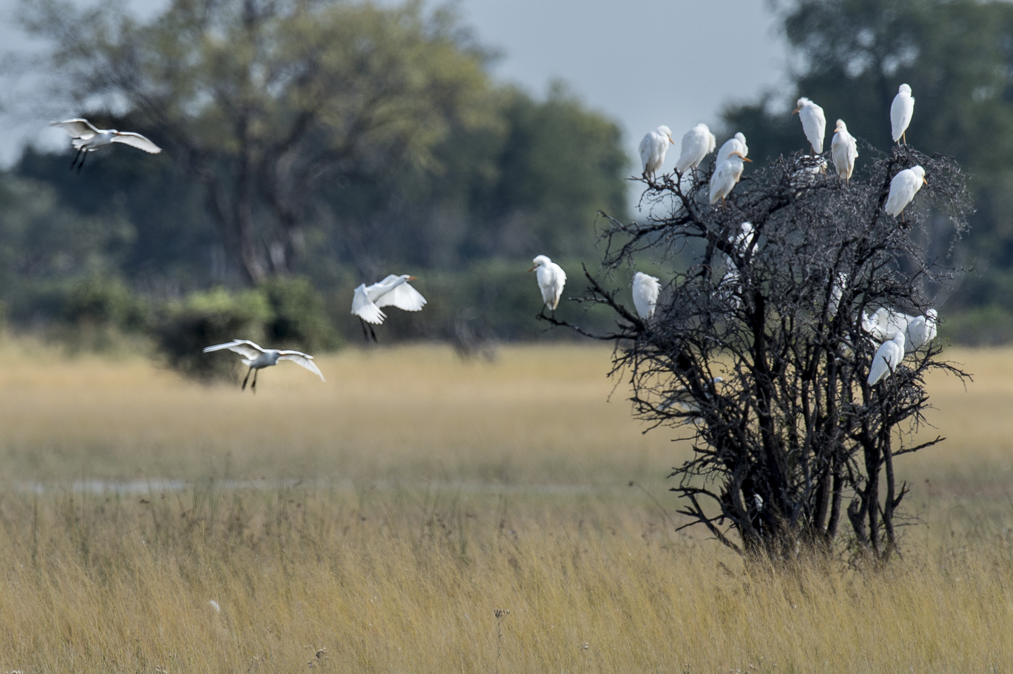 Cattle egrets in the Okavango Delta in Botswana