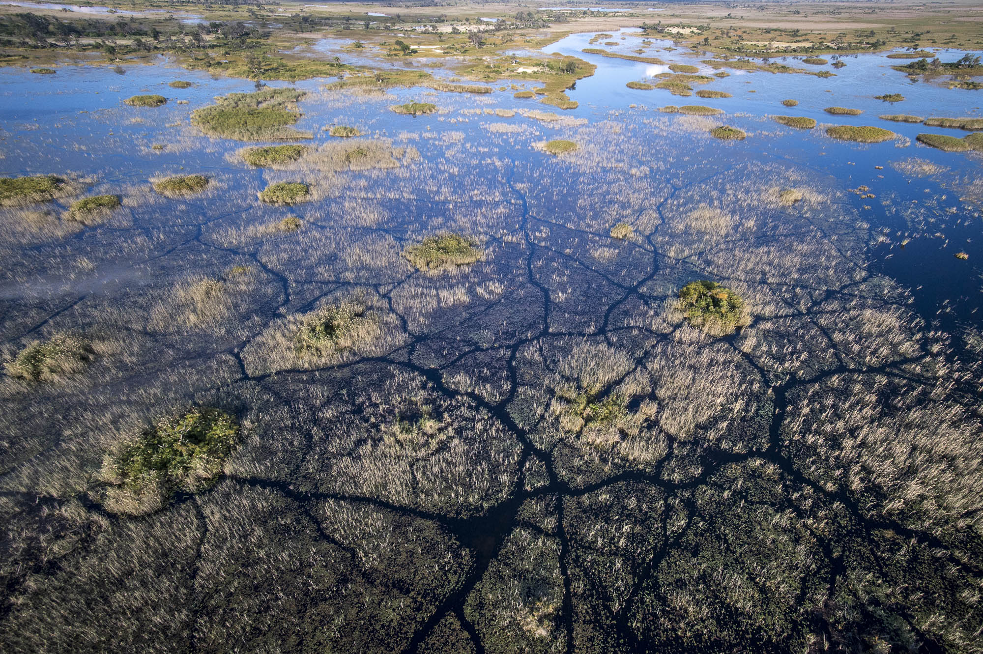 Hippo trails in the Okavango Delta in Botswana