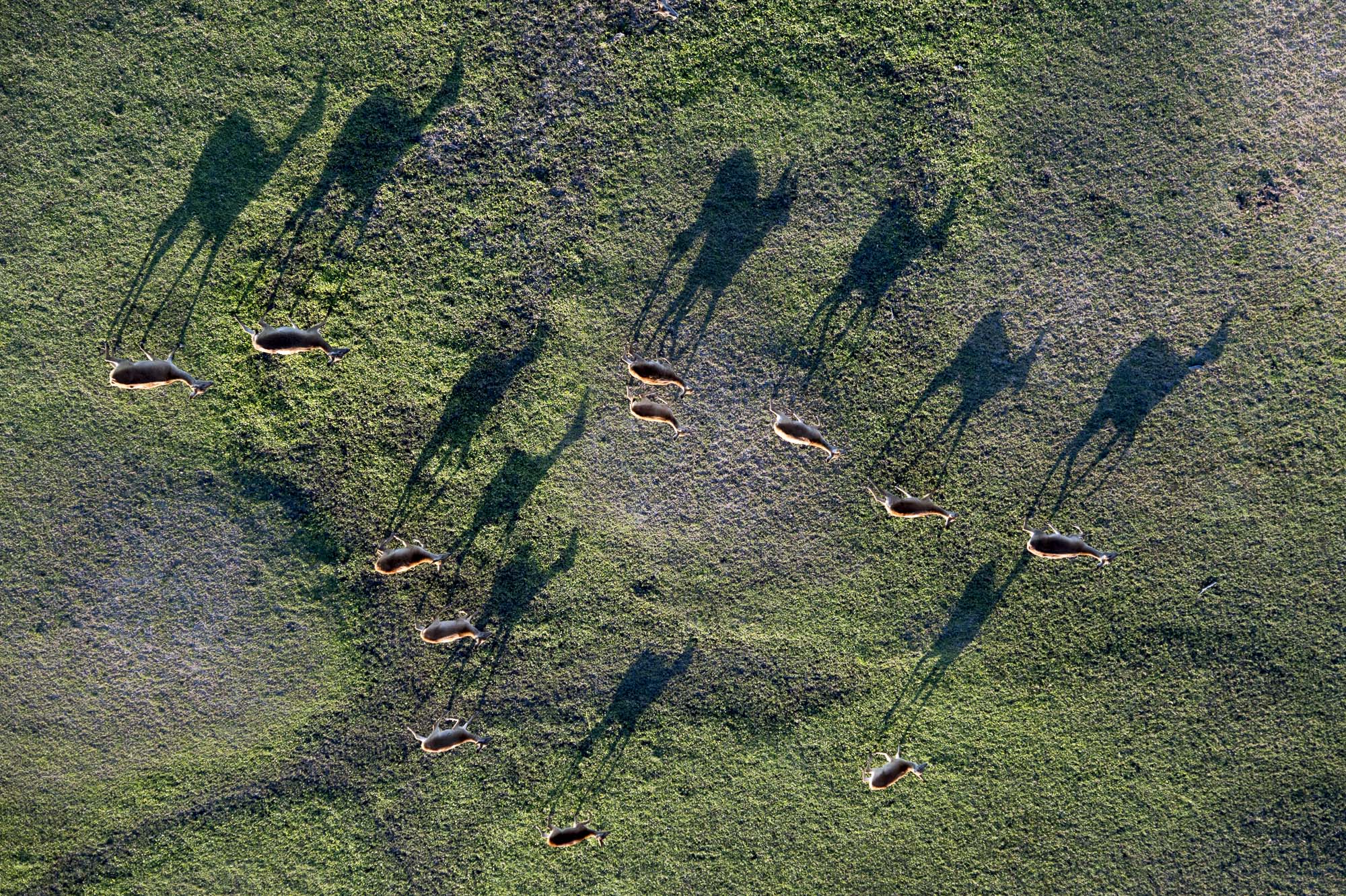 The shadows of red letchewe just before sunset in the Okavango Delta in Botswana