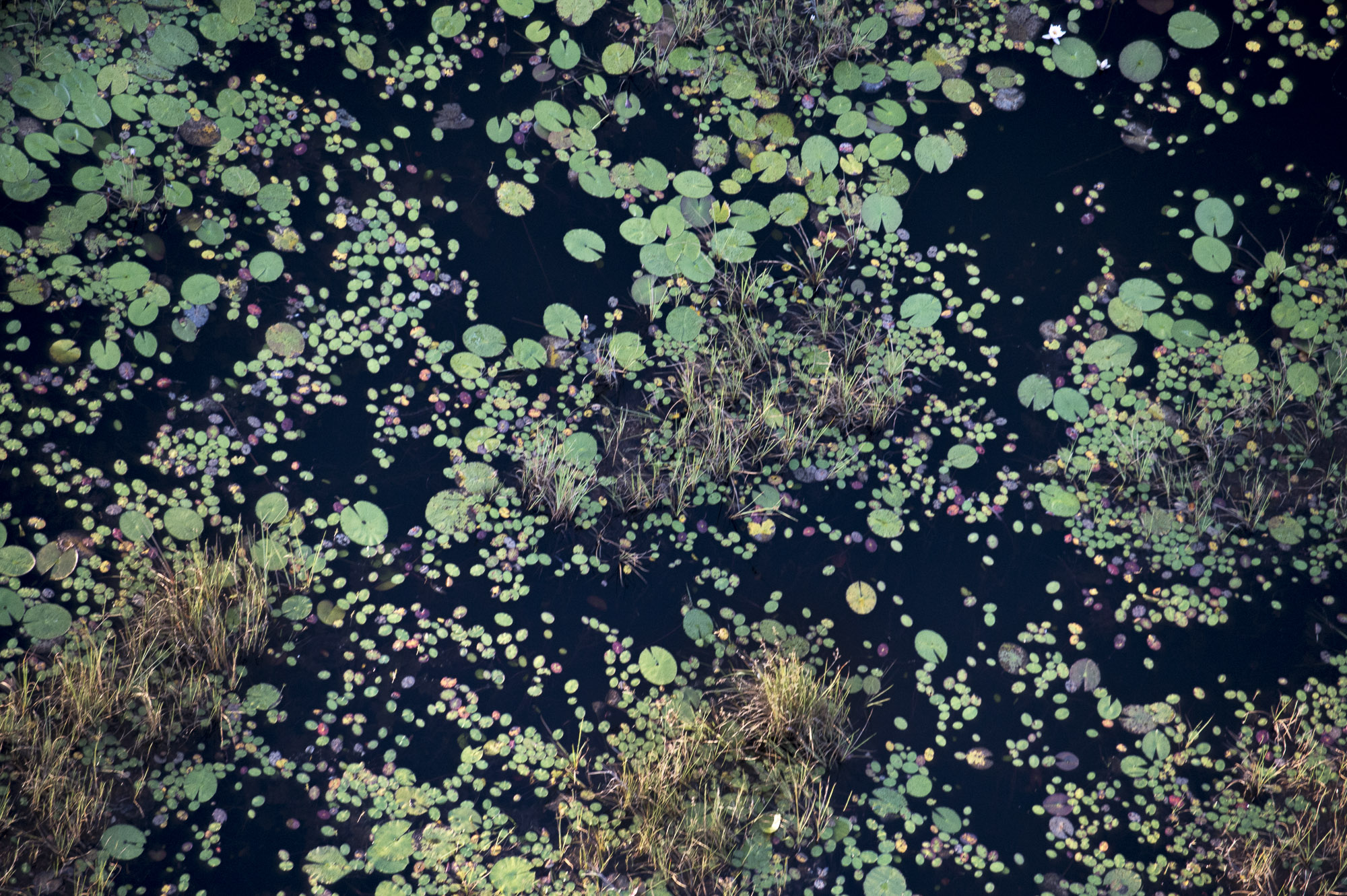 Lily Pads in the Okavango Delta in Botswana