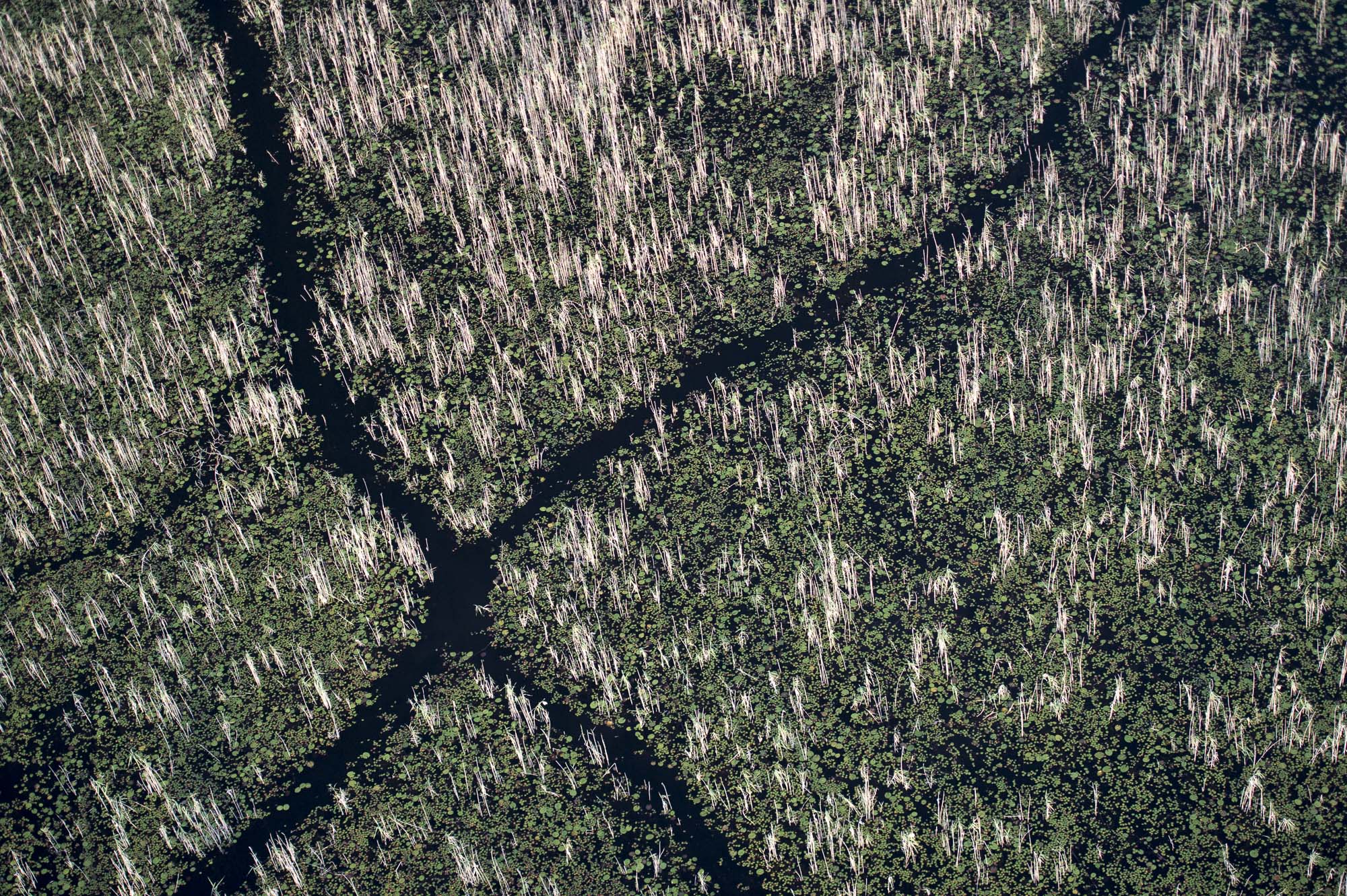 Hippo trails in the Okavango Delta in Botswana