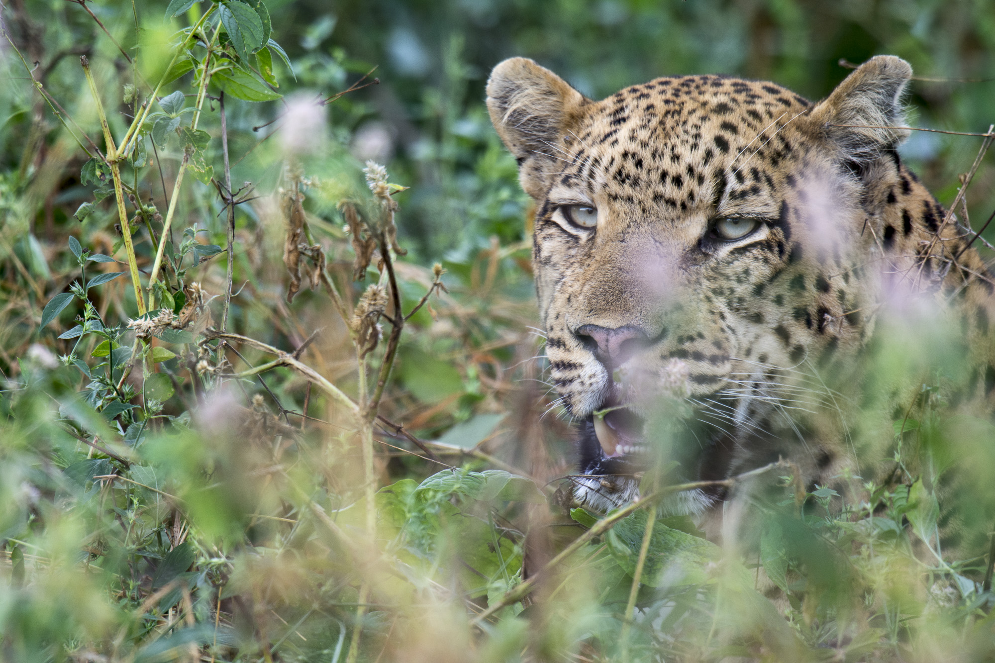 Sargent, a well known male leopard, hides in grass in the Okavango Delta in Botswana