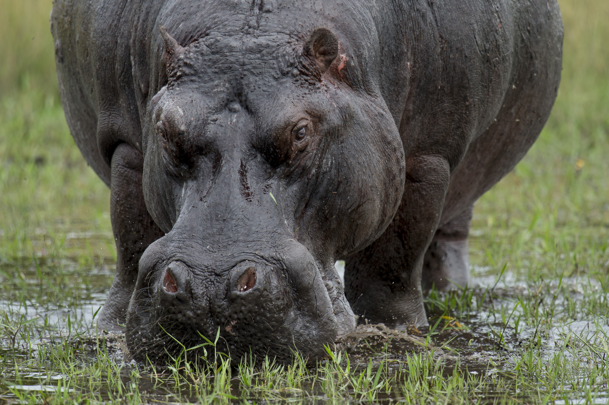 A hippo grazing in the Okavango Delta in Botswana