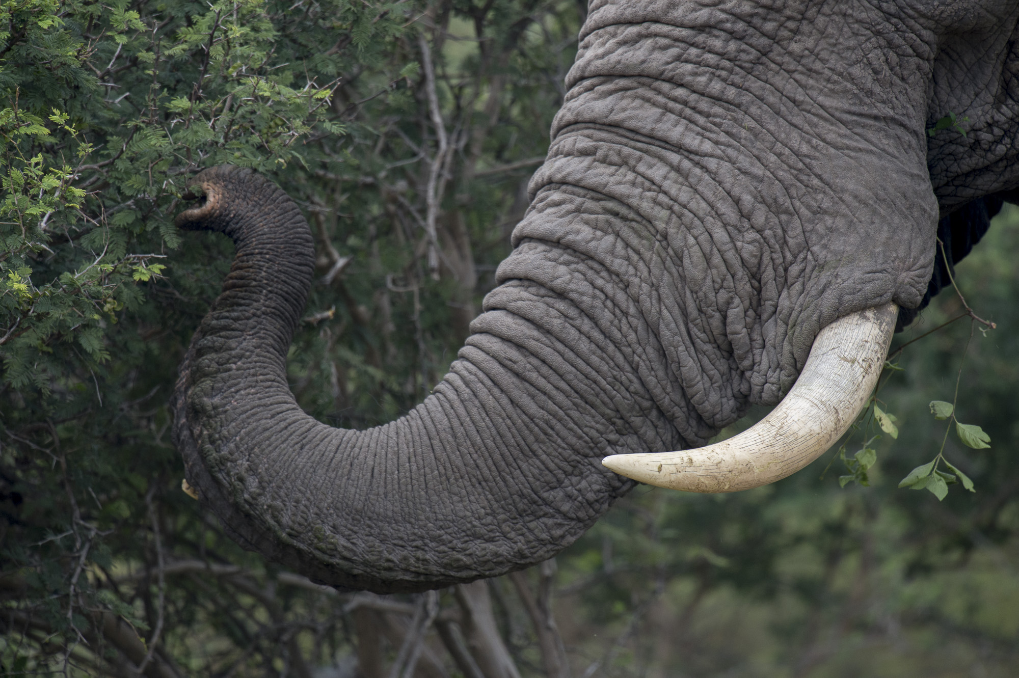 An elephant's tusk & trunk in the Okavango Delta in Botswana.